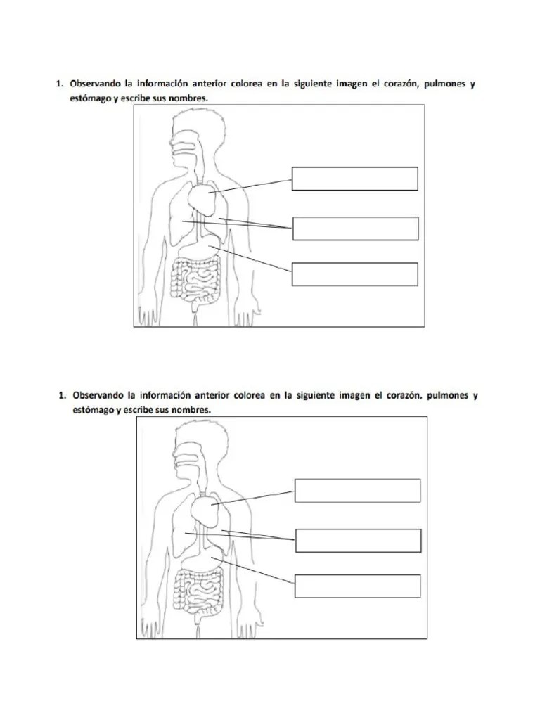Actividad De Los Órganos | PDF