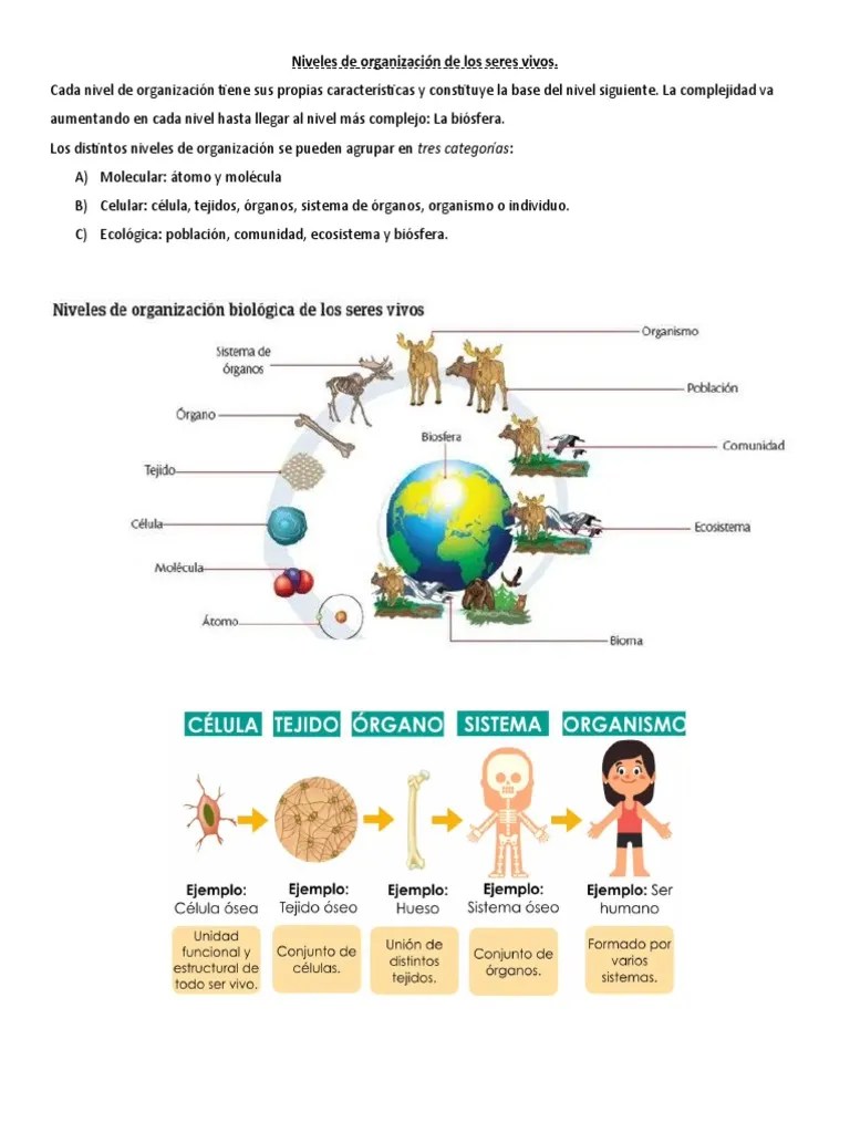Niveles De Organización De Los Seres Vivos | PDF | Organismos | Biología Celular)