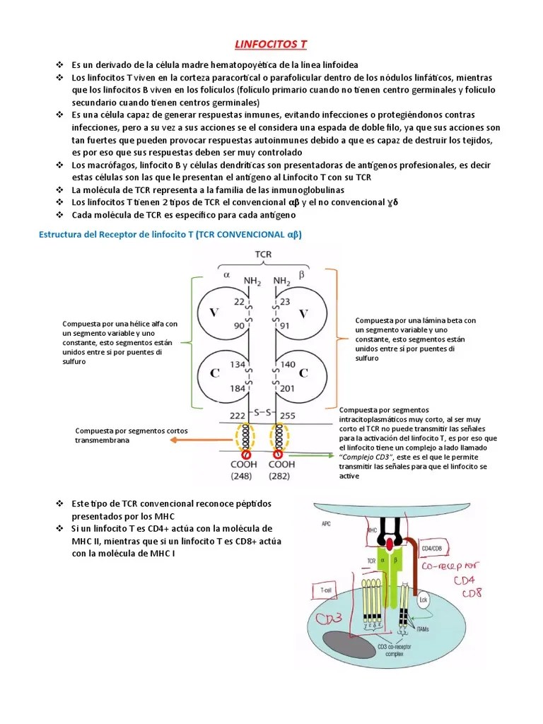 Linfocitos T | PDF | Célula T | Linfocitos