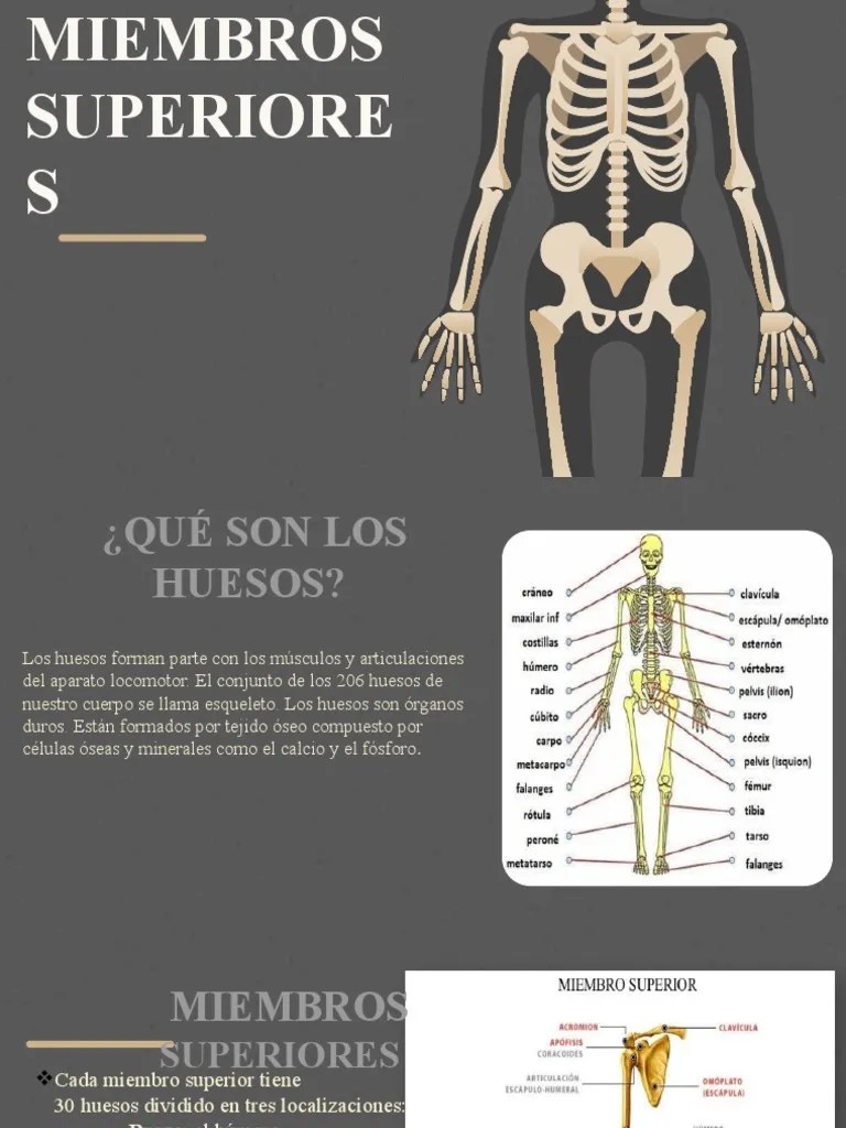 Anatomia - Presentación | PDF | Mano | Articulaciones