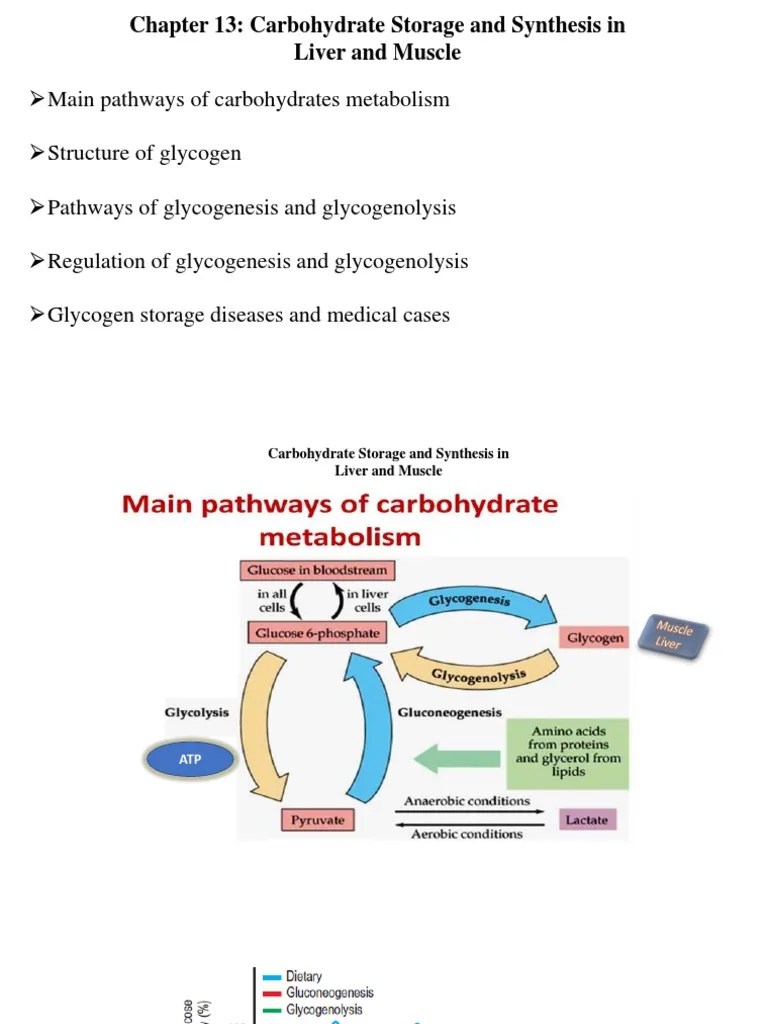 Glycogen Metabolism And Regulation | PDF