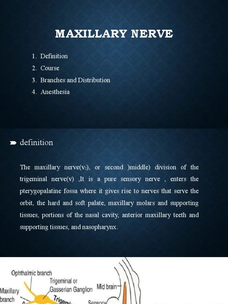 Maxillary Nerve 2 | PDF | Human Head And Neck | Human Anatomy