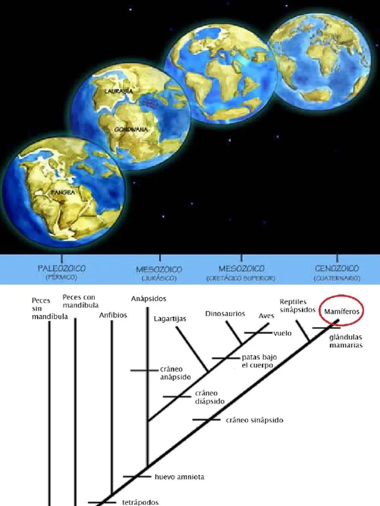 T 25. Evolucion Y Diversificacion De Los Mamiferos | Descargar Gratis PDF | Marsupiales ...