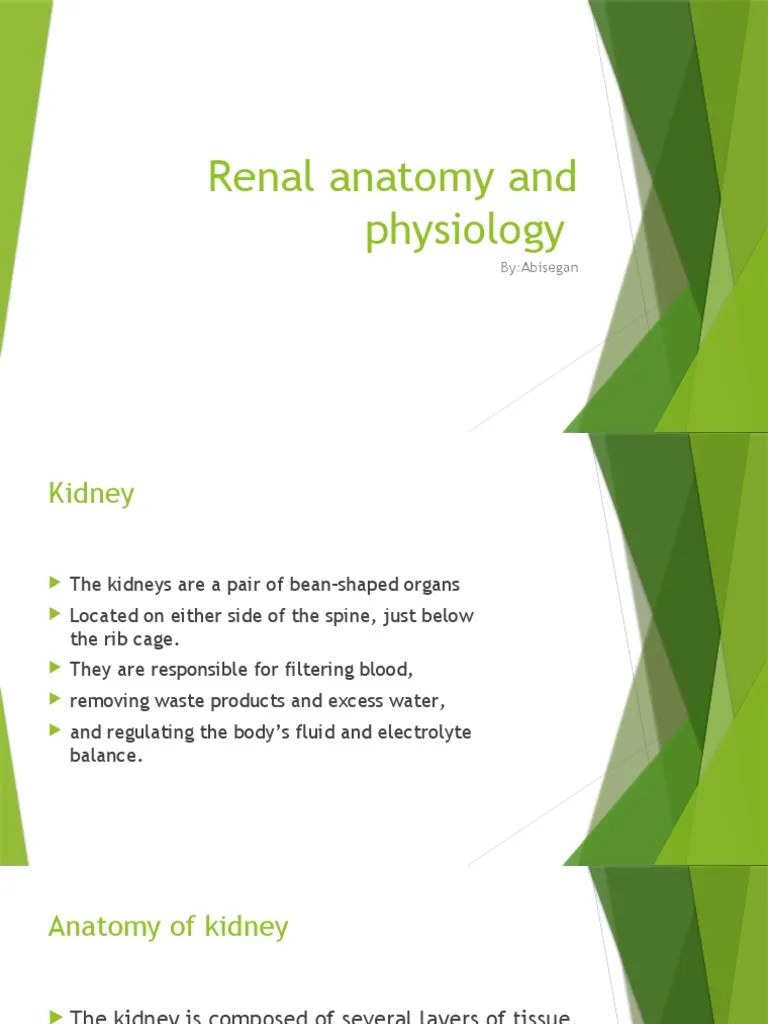 Renal Anatomy And Physiology | PDF | Kidney | Organ (Anatomy)