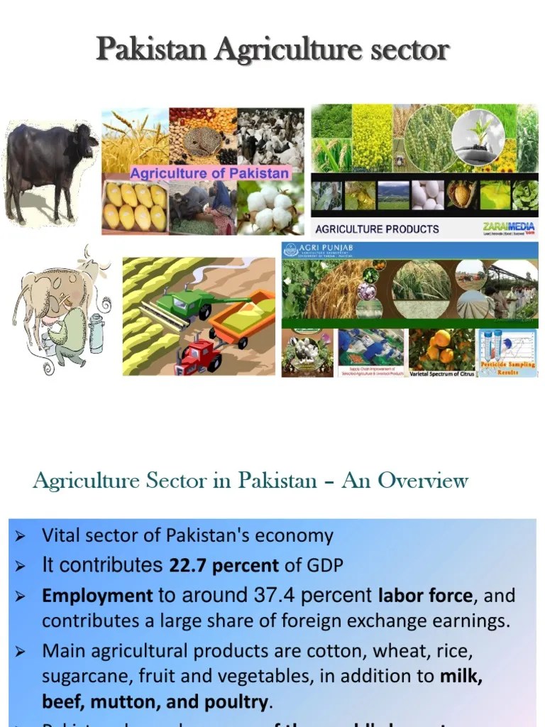 Agriculture Sector | PDF | Agriculture | Mughal Empire