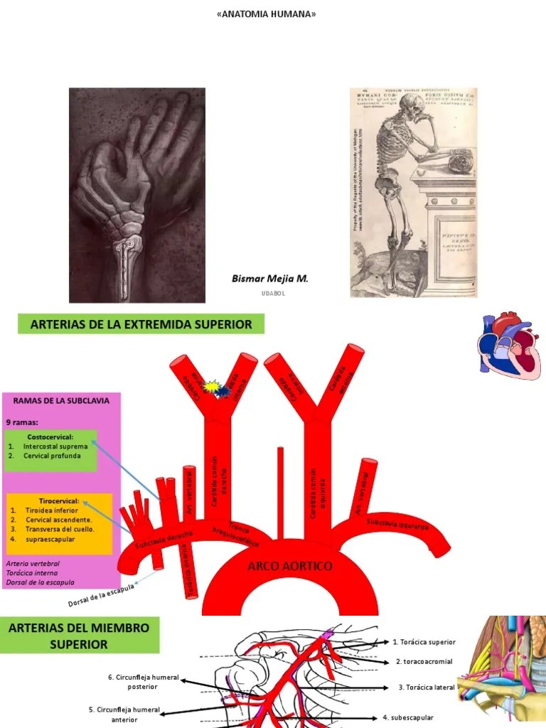 Vasos De La Extremidad Superior | PDF | Angiología | Anatomía Humana