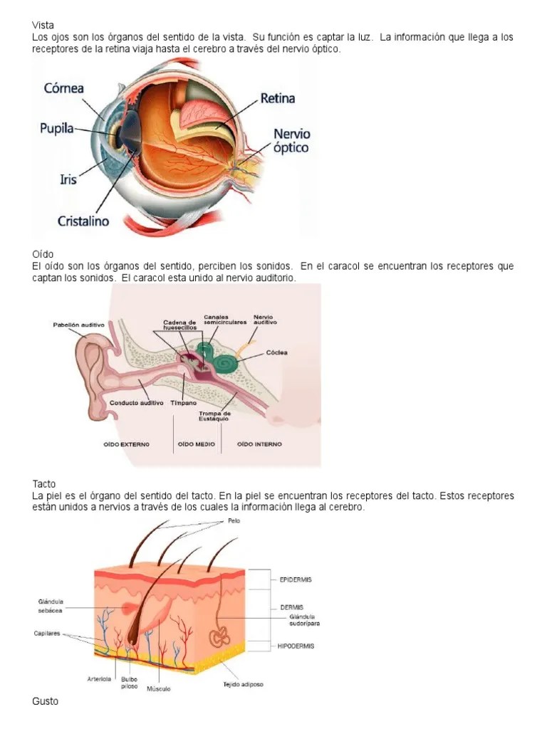 Los 5 Sentidos | PDF | Judicaturas | Ley Pública