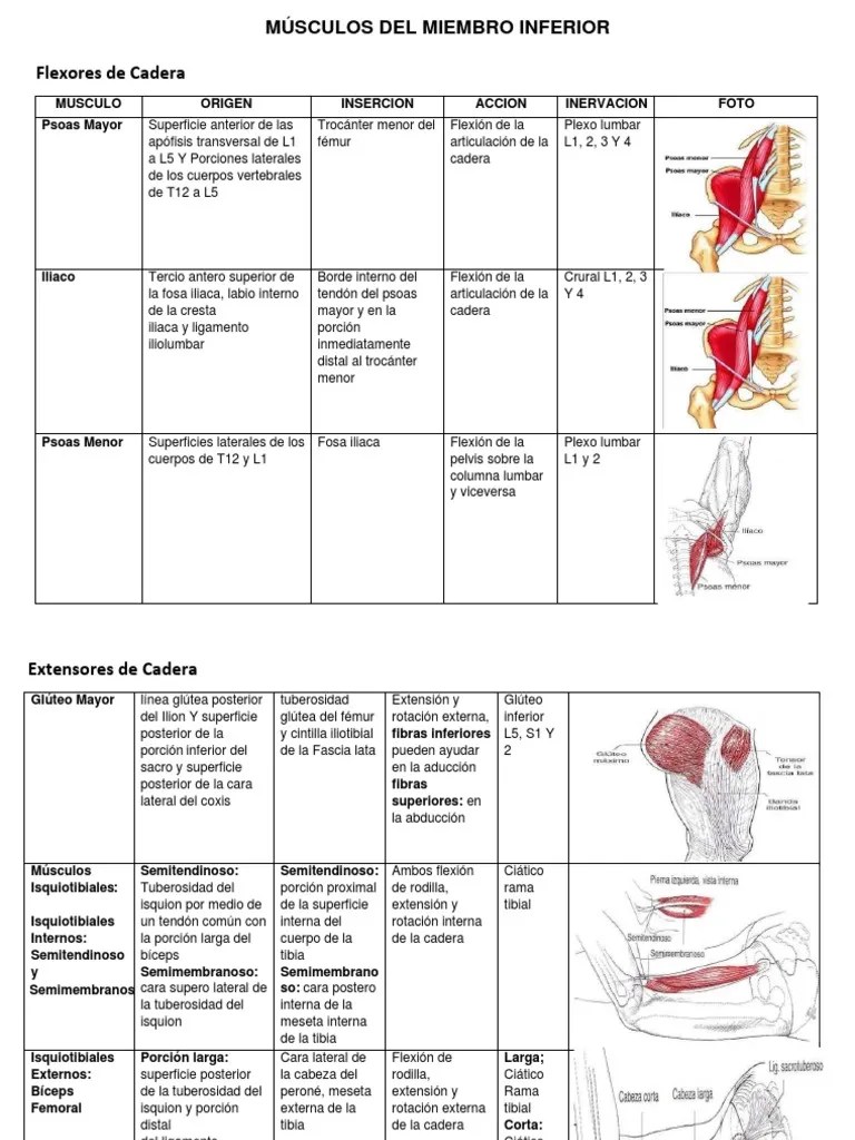 Musculos Extremidad Inferior Imprimir | PDF