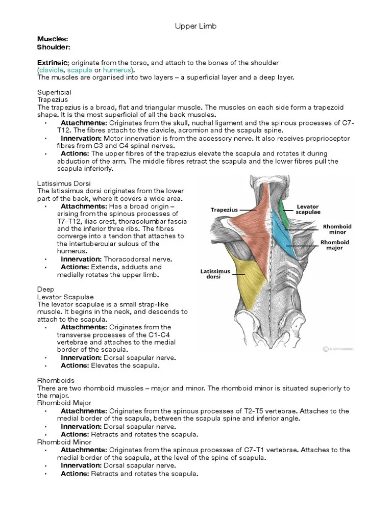 Upper Limb Muscles | PDF | Thumb | Arm