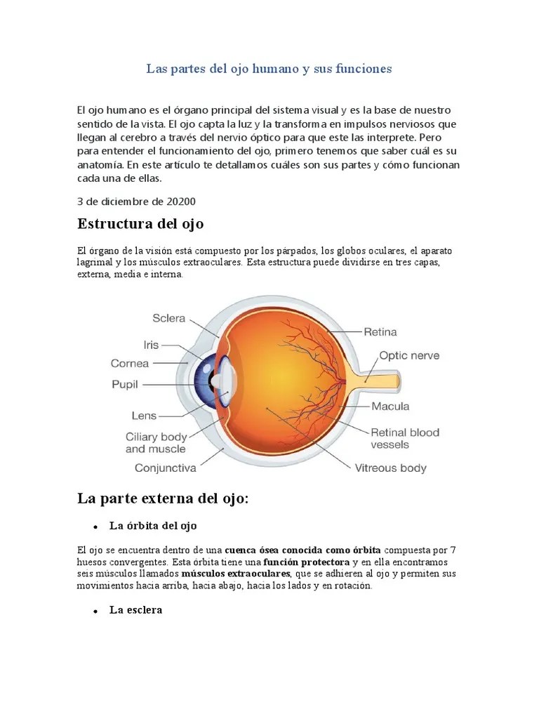 El Ojo Humano Es El Órgano Principal Del Sistema Visual | PDF | Ojo ...