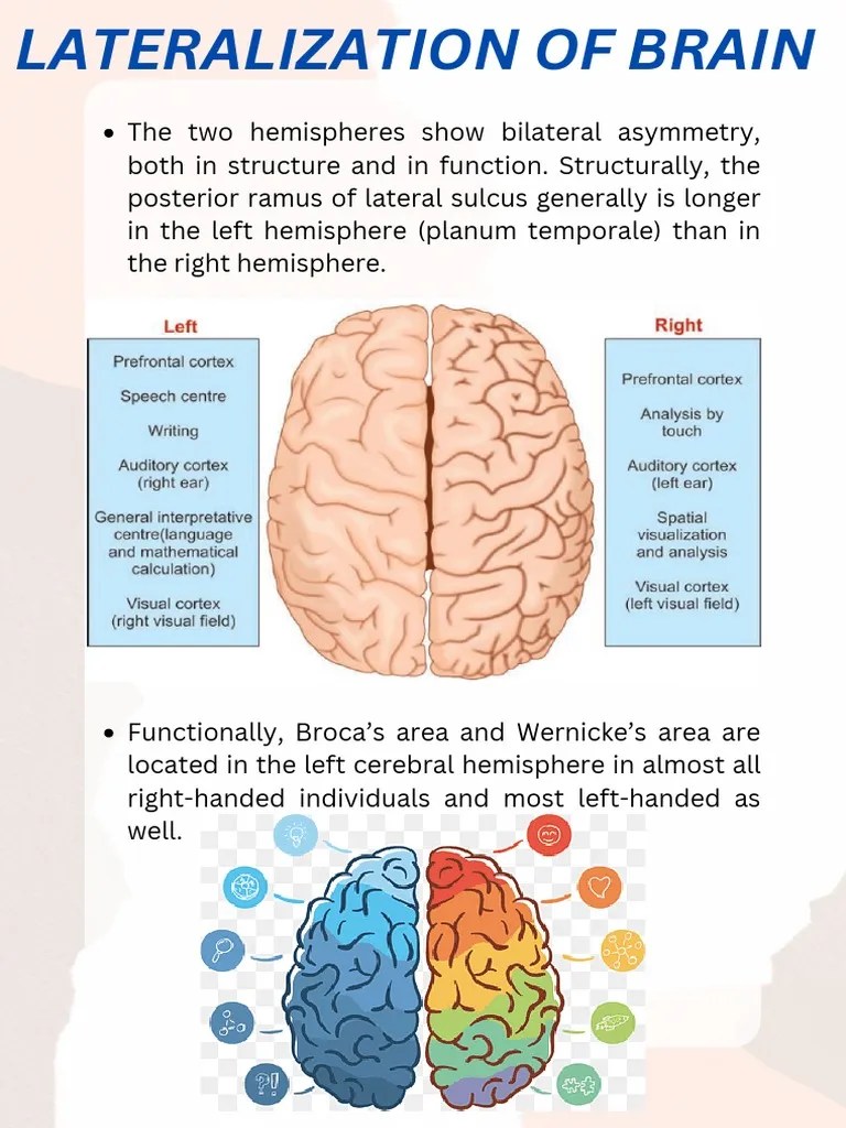 Lateralization Of Brain | PDF