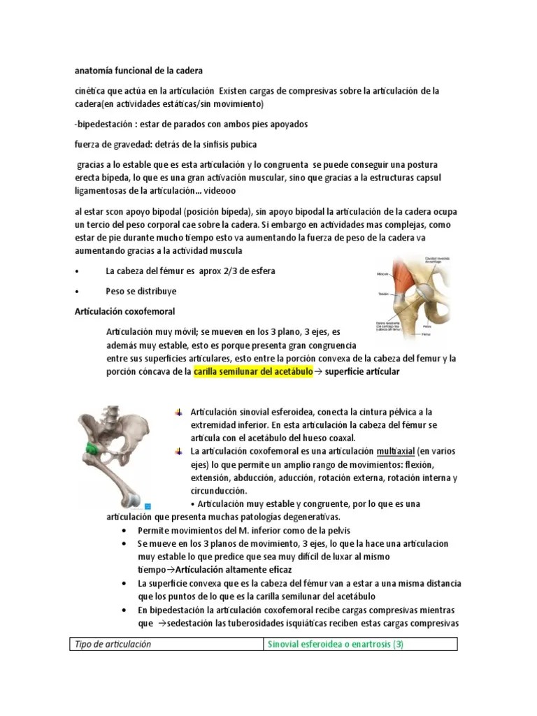 Anatomía Funcional De La Cadera Resumen | PDF