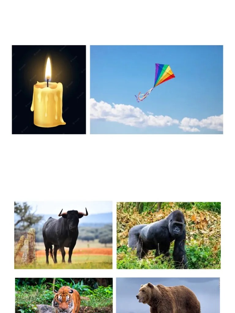 Imagenes Actualizadas Del Test De Boston | PDF