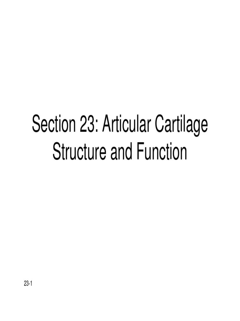 23-Slides - Articular Cartilage | PDF | Cartilage | Anatomy