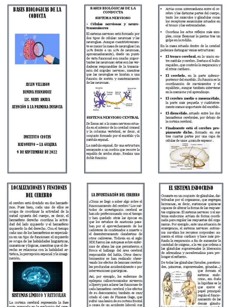 Folleto Bases Biologicas De La Conducta | PDF | Cerebro | Sistema Nervioso