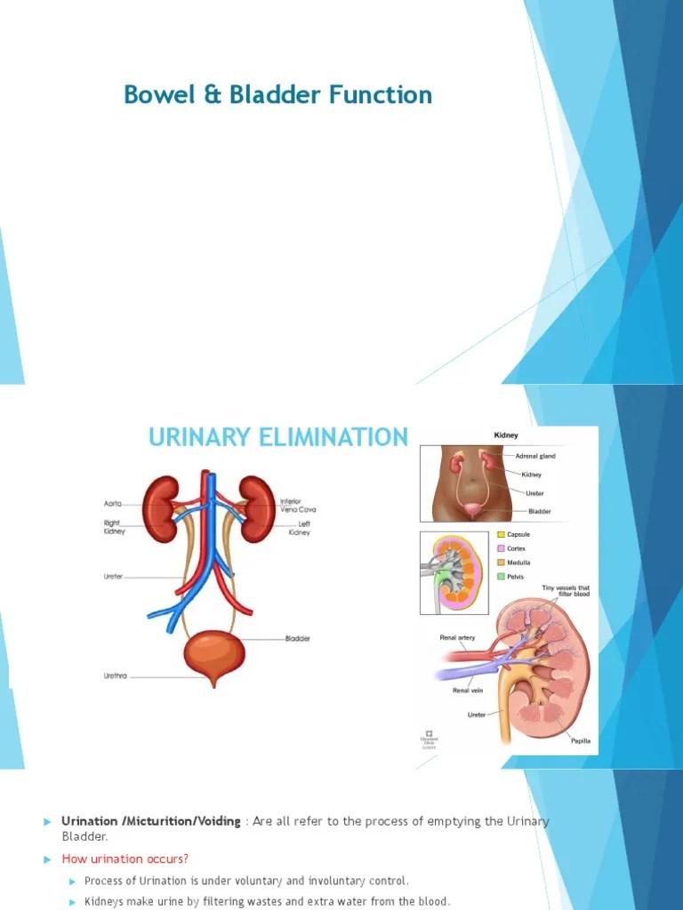 Bladder & Bowel Elimination PDF | PDF | Urination | Urinary Incontinence