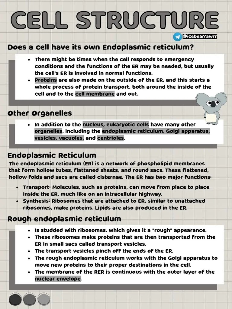 Bio Cell Structure | PDF | Endoplasmic Reticulum | Cell Biology