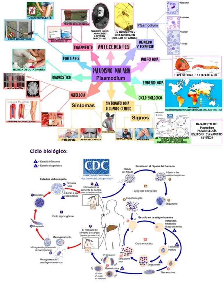 Mapa Mental Parasitologia Eq2 | PDF | Malaria | Plasmodium
