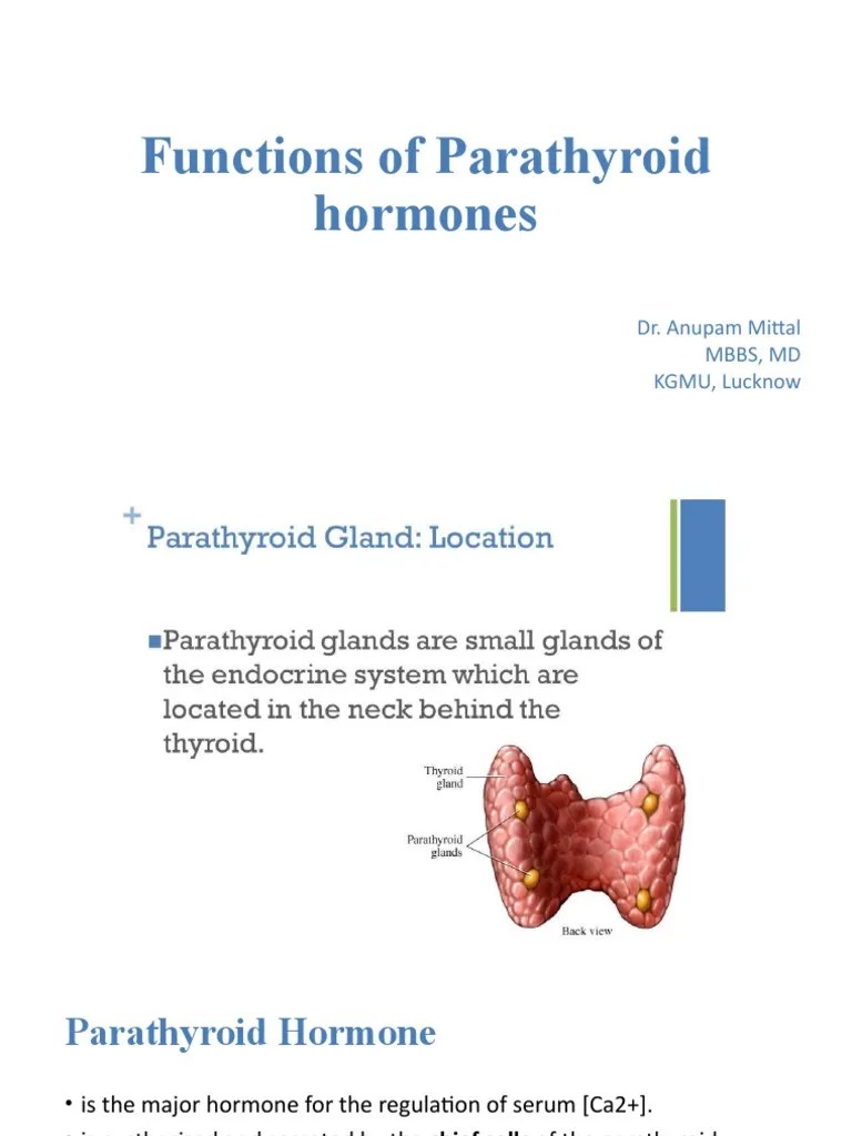 Functions Of Parathyroid Hormone | PDF | Parathyroid Gland | Endocrinology