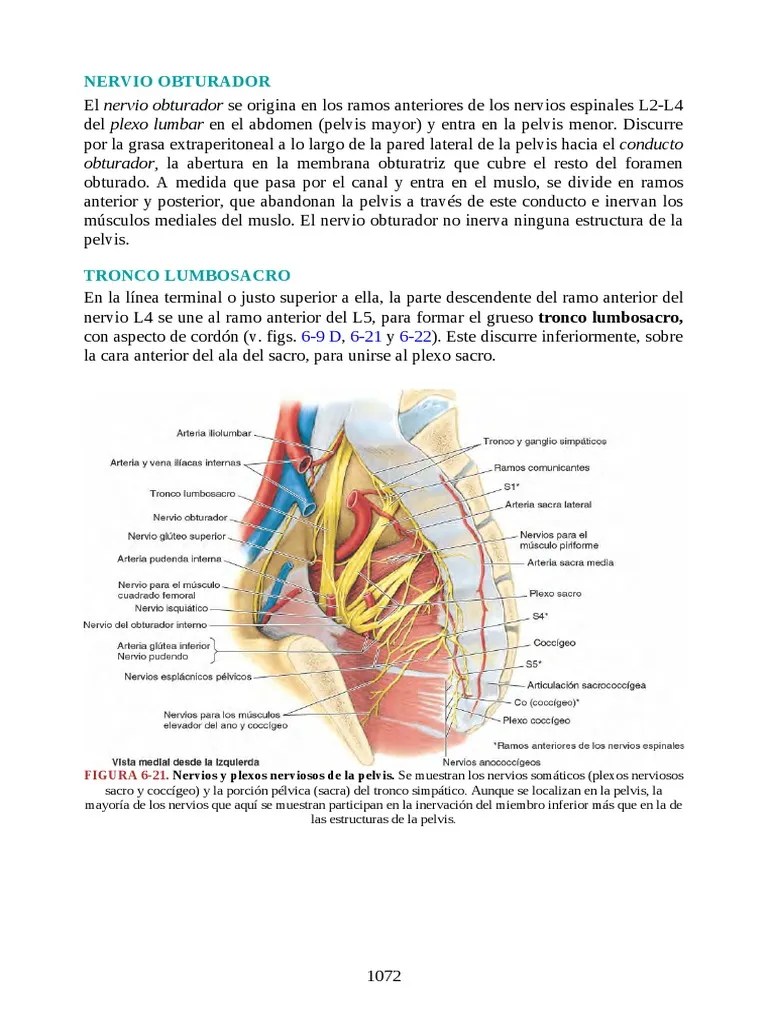 Nervios De La Pelvis | PDF | Pelvis | Nervio