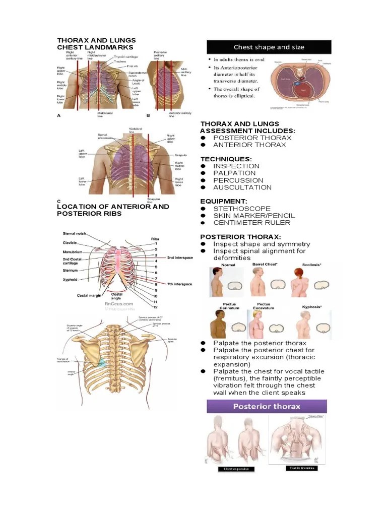 Thorax And Lungs | PDF