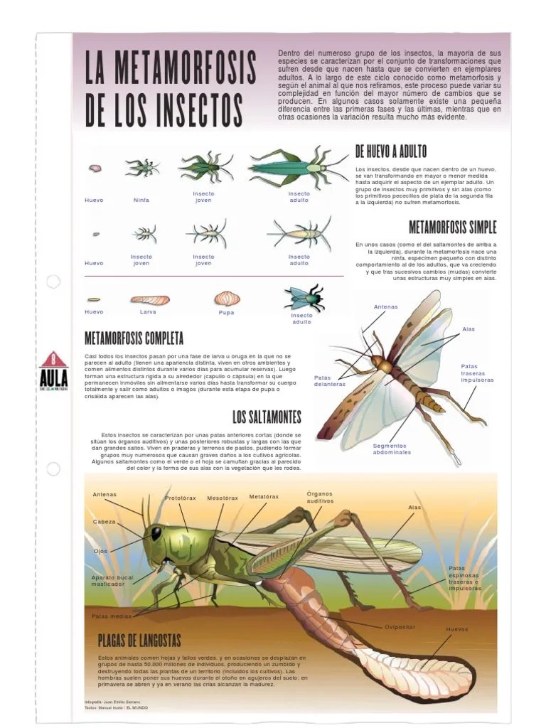La Metamorfosis de Los Insectos  PDF  Crislida  Insectos.