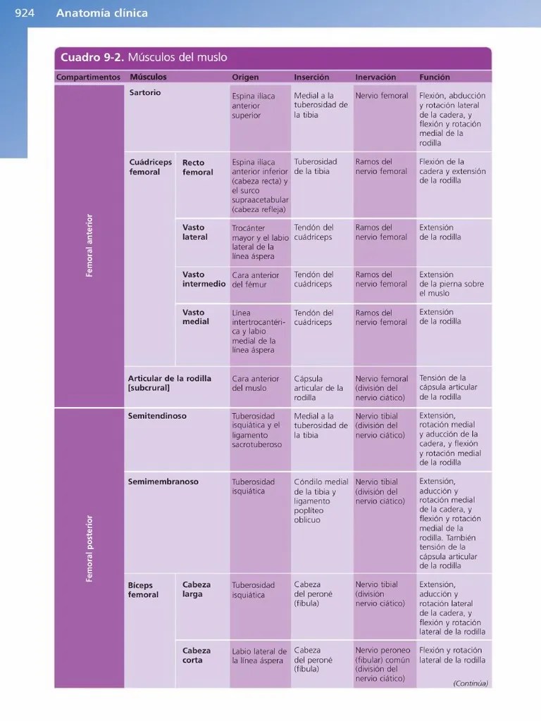 Músculos Extremidad Inferior | PDF