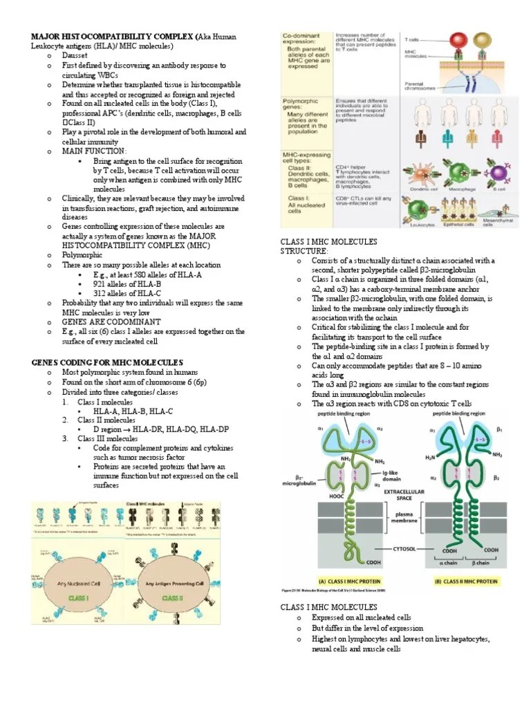 Major Histocompatibility Complex (Aka Human | PDF | Major ...