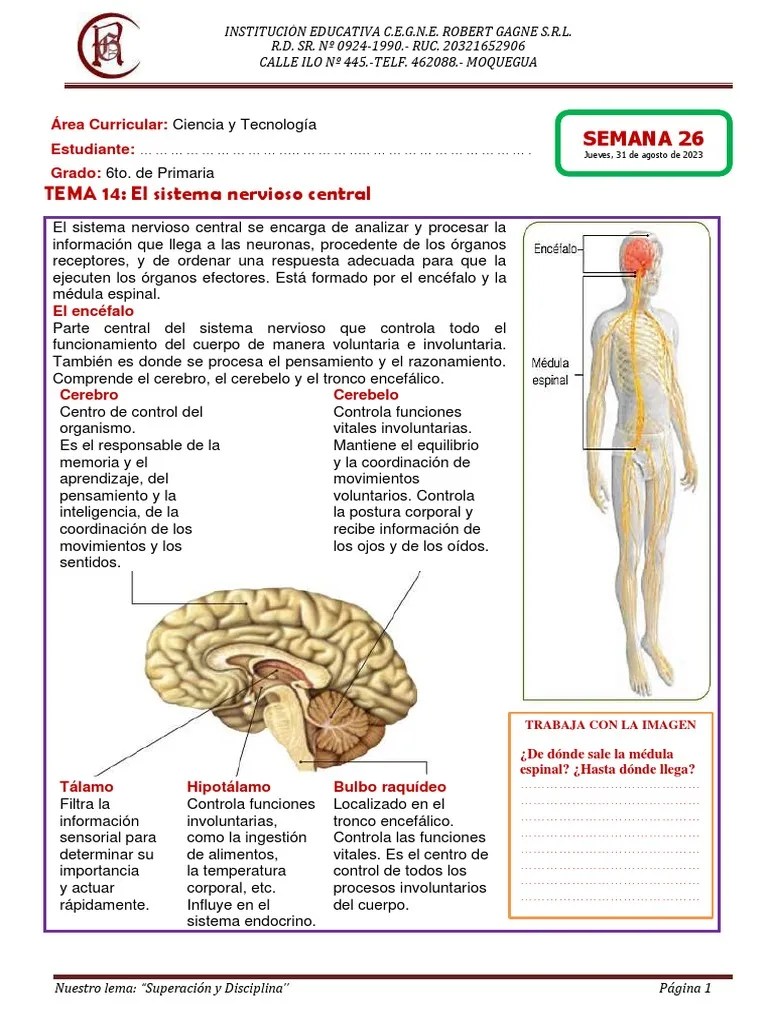 TEMA 14 - El Sistema Nervioso Central | PDF | Cerebro | Sistema Nervioso