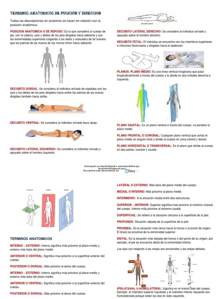Terminos Anatomicos De Posicion Y Direccion 1 187664 Downloable 1041902 2 4 | Descargar Gratis ...
