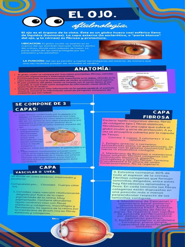 Anatomía Y Fisiología Del Globo Ocular. | PDF | Percepción Visual | Ojo