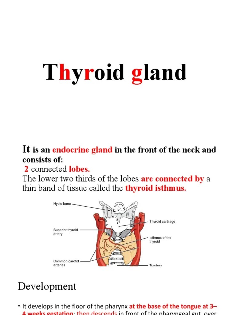 Thyroid Gland | Download Free PDF | Thyroid | Thyroid Stimulating Hormone