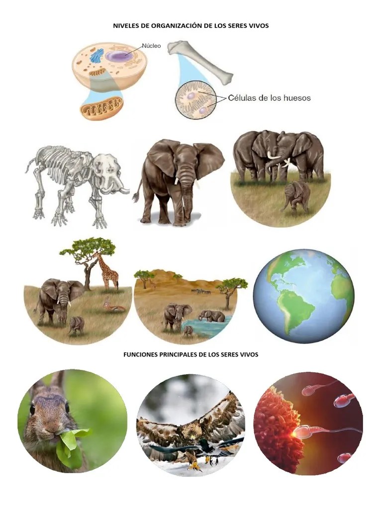 Niveles De Organización De Los Seres Vivos | PDF