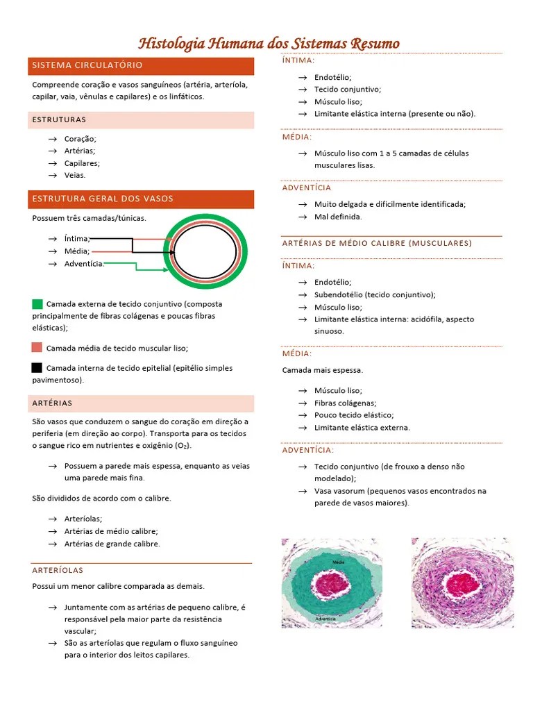 Histologia Resumo | PDF | Artéria | Vaso Sanguíneo