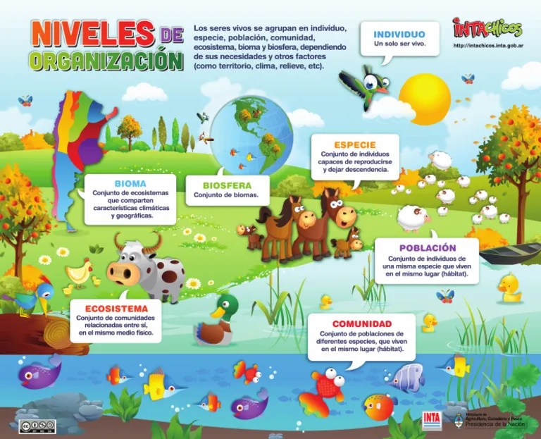 Nivelesde Organizacion | PDF