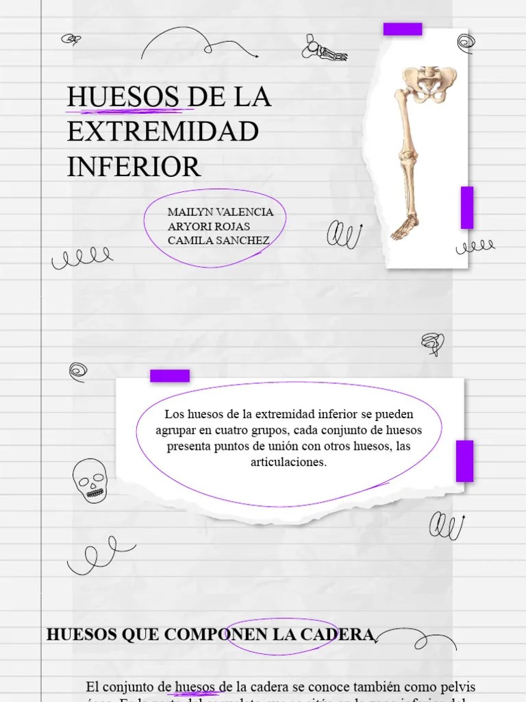 Huesos De Miembro Inferior | PDF | Rodilla | Pelvis