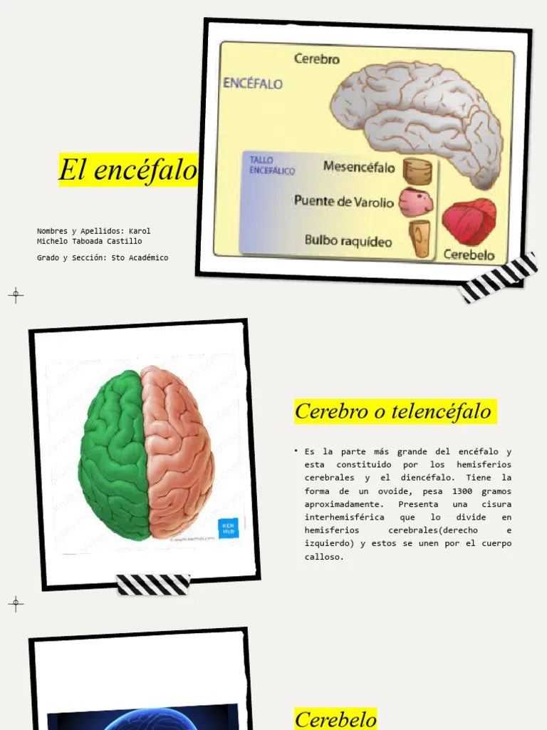 El Encefalo | PDF