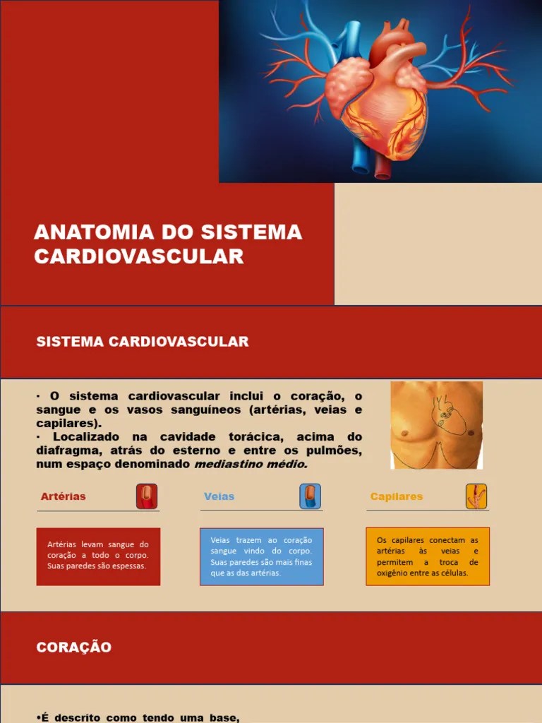Anatomia Do Sistema Cardiovascular | PDF | Ventrículo (coração) | Coração