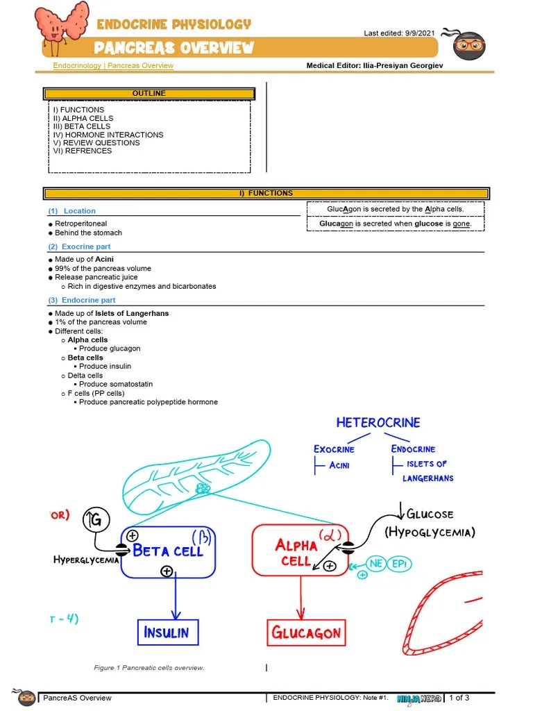 Pancreas Overview | PDF