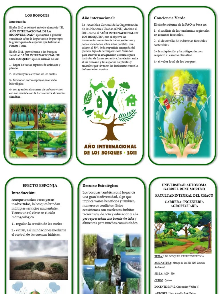 Triptico Bosques Y Efecto Esponja | PDF | Los Bosques | Entorno Natural