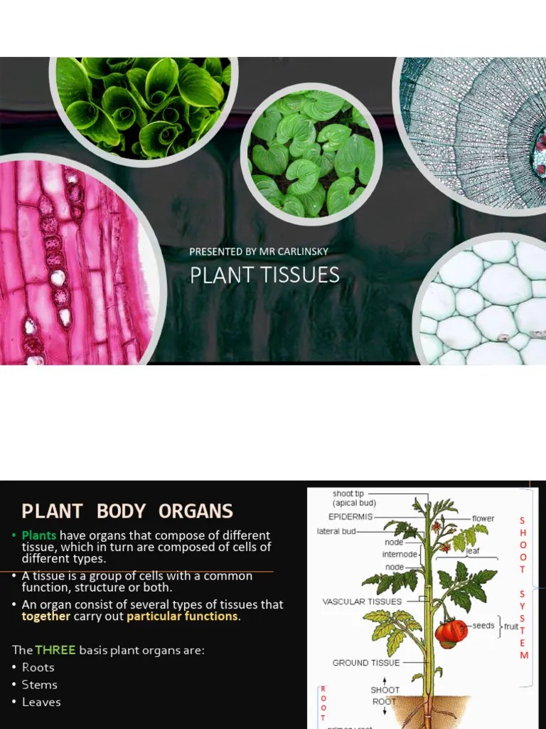 Plant Tissues Organs-1 | PDF | Leaf | Tissue (Biology)