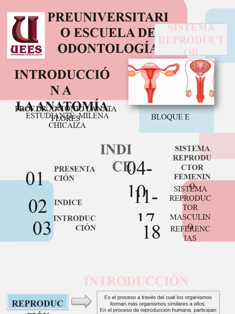 Aparato Reproductor Masculino Y Femenino | PDF | Sistema Reproductivo ...