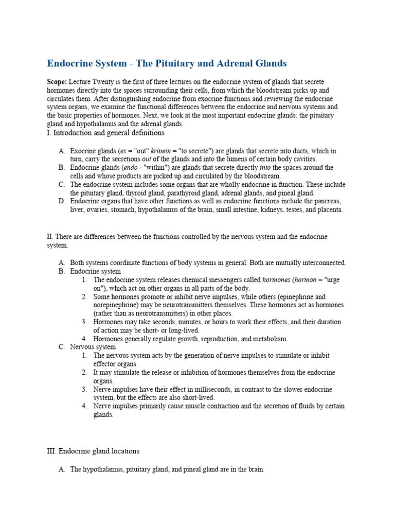 Endocrine System | PDF