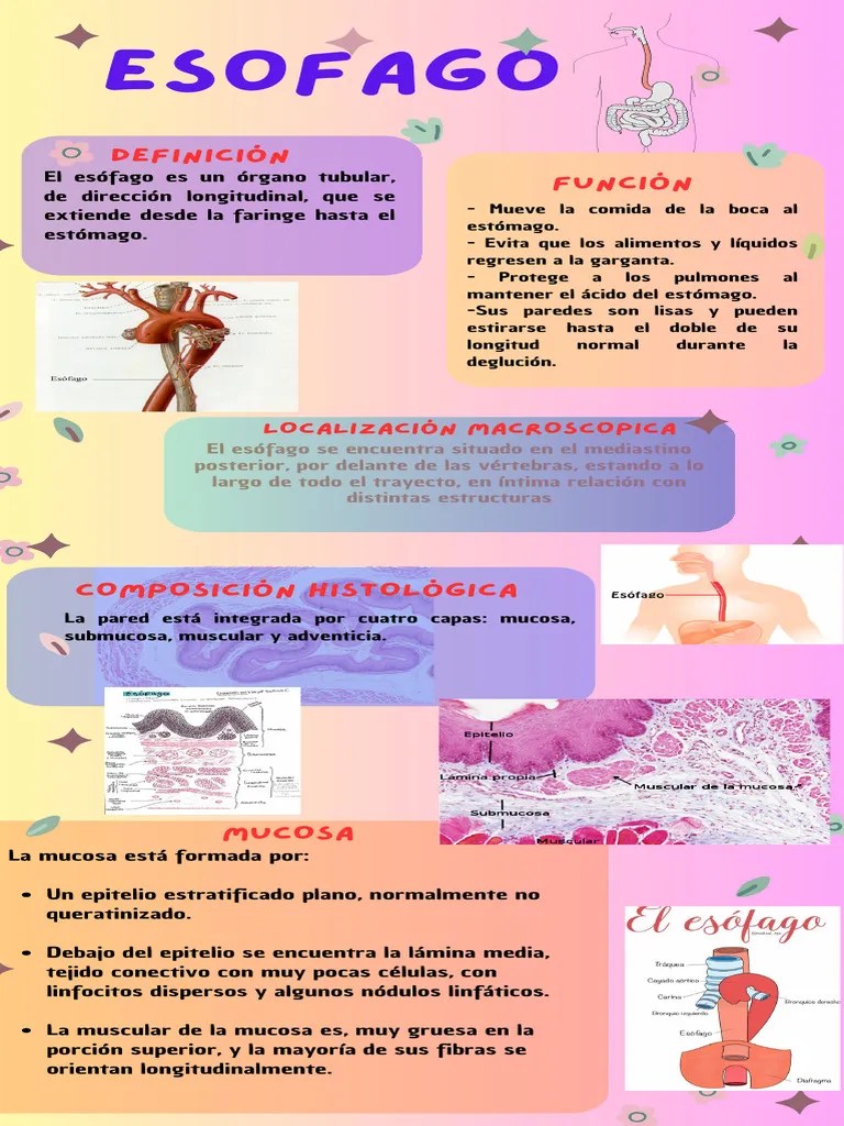 Infografía Guía Pasos Para Mejorar La Autoestima Doodle Pastel Verde Y Rosa | PDF | Estómago ...