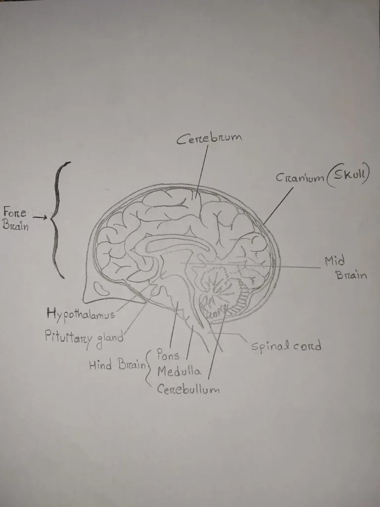 Structure Of Human Brain | PDF