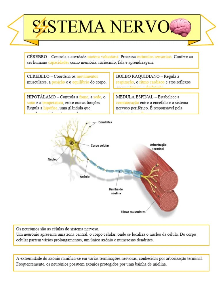 Sistema Nervoso | PDF | Neurônio | Sistema Nervoso Central