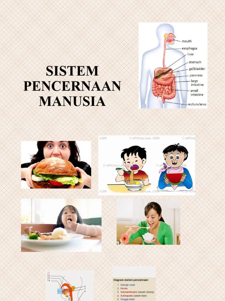 Sistem Pencernaan Manusia | PDF
