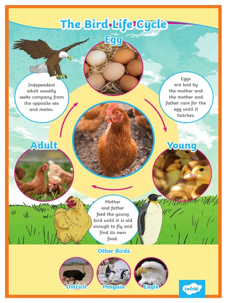 Bird Life Cycle Display Poster | PDF