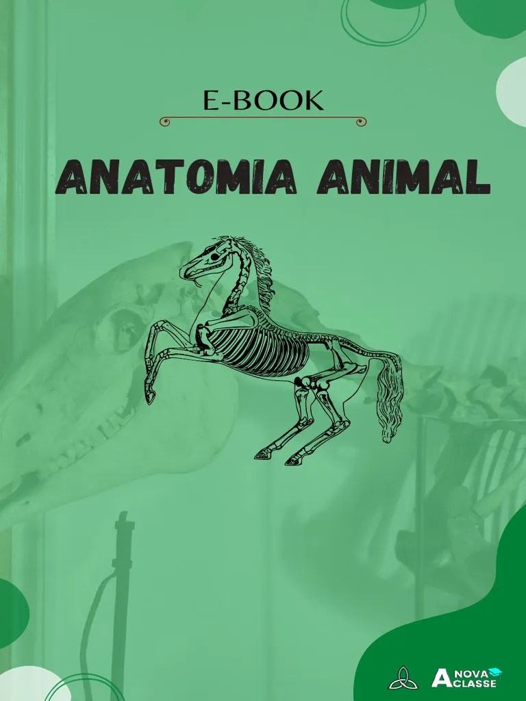 #Anatomia Animal | Download Grátis PDF | Sistema Reprodutivo | Rim