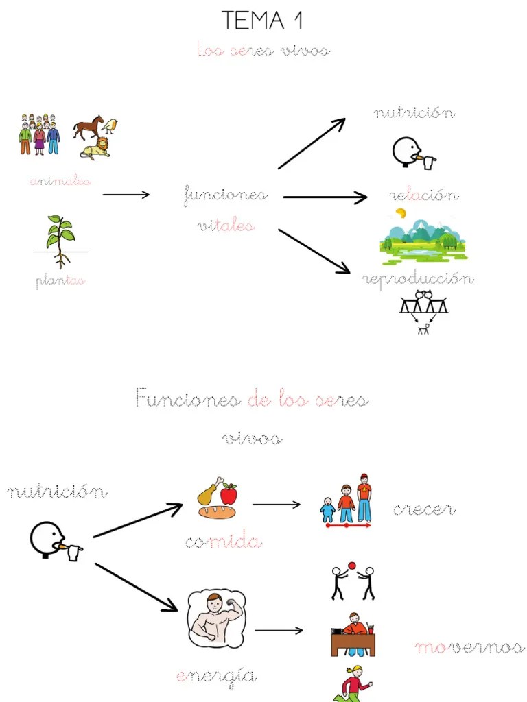 Tema 1 Los Seres Vivos-1 | PDF | Plantas | Organismos